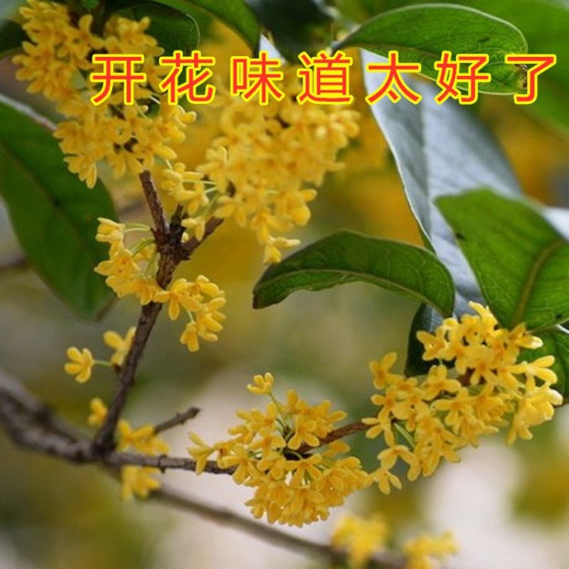 桂花苗嫁接品种桂花苗四季桂花丹桂金桂八月桂花苗南北方种植