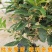 桂花苗嫁接品种桂花苗四季桂花丹桂金桂八月桂花苗南北方种植
