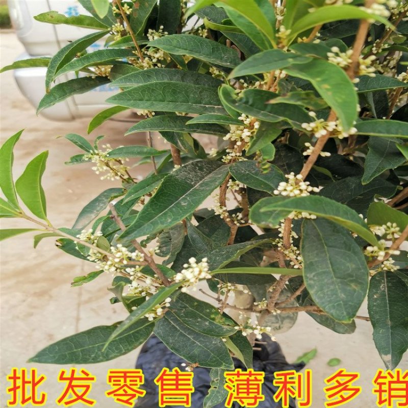 桂花苗嫁接品种桂花苗四季桂花丹桂金桂八月桂花苗南北方种植