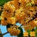 桂花苗嫁接品种桂花苗四季桂花丹桂金桂八月桂花苗南北方种植