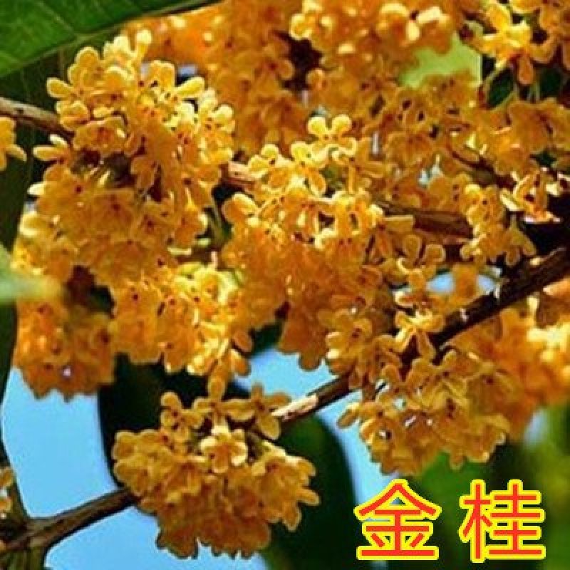 桂花苗嫁接品种桂花苗四季桂花丹桂金桂八月桂花苗南北方种植