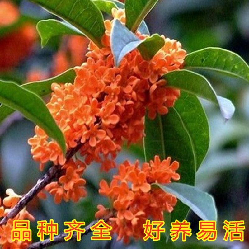 桂花苗嫁接品种桂花苗四季桂花丹桂金桂八月桂花苗南北方种植