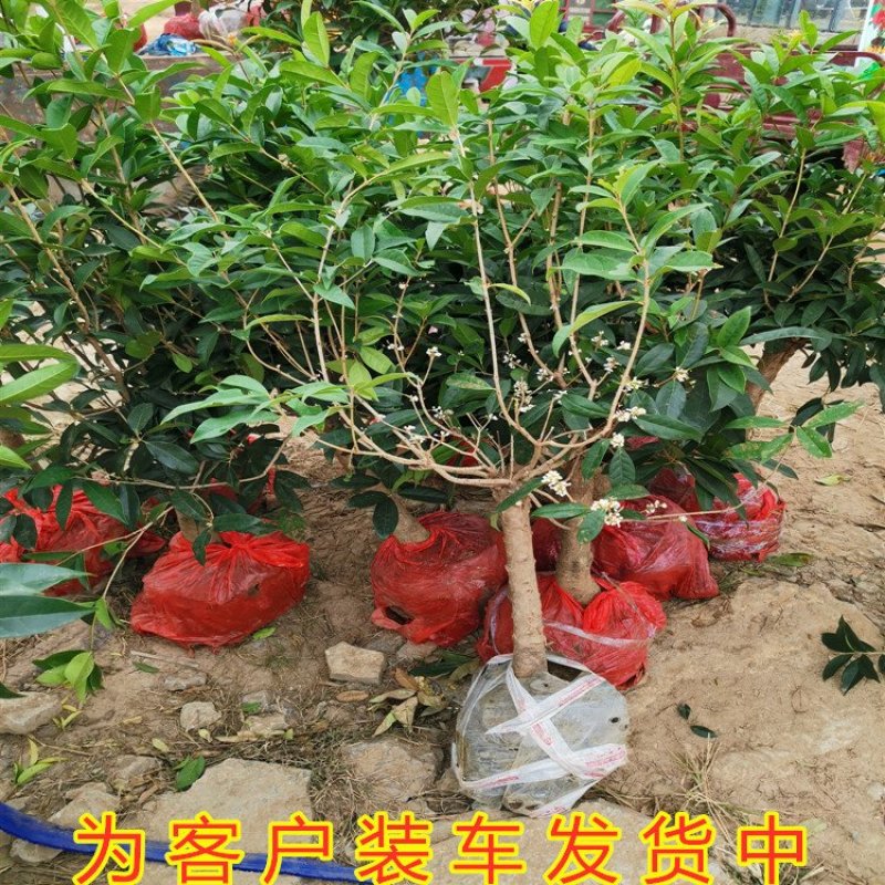 桂花苗嫁接品种桂花苗四季桂花丹桂金桂八月桂花苗南北方种植