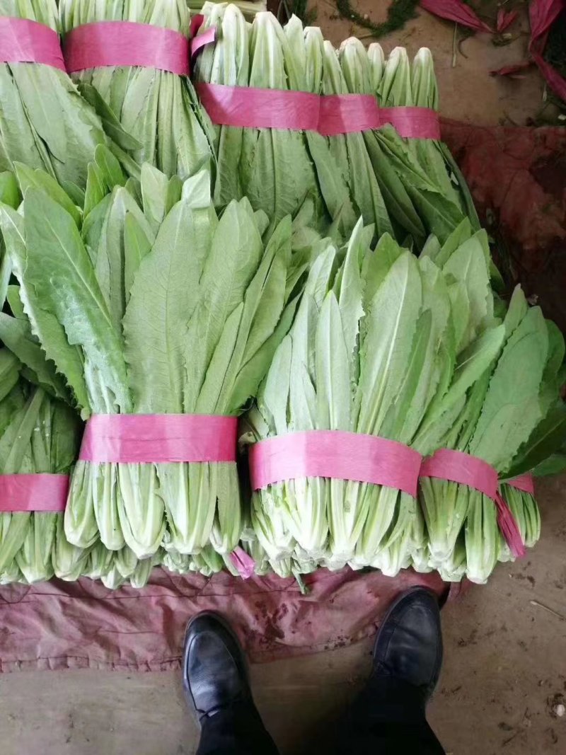 大棚种植优质油麦菜量大对接全国每天固定发车