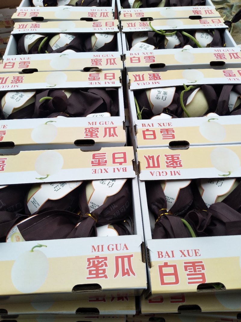 玉菇香瓜，甜瓜，中国甜瓜第一镇产地大量供应