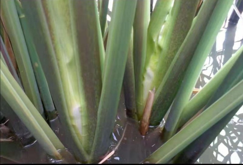 特早熟双季茭白种苗老茎苗篙芭苗高笋苗套养小龙虾泥鳅鳝鱼甲