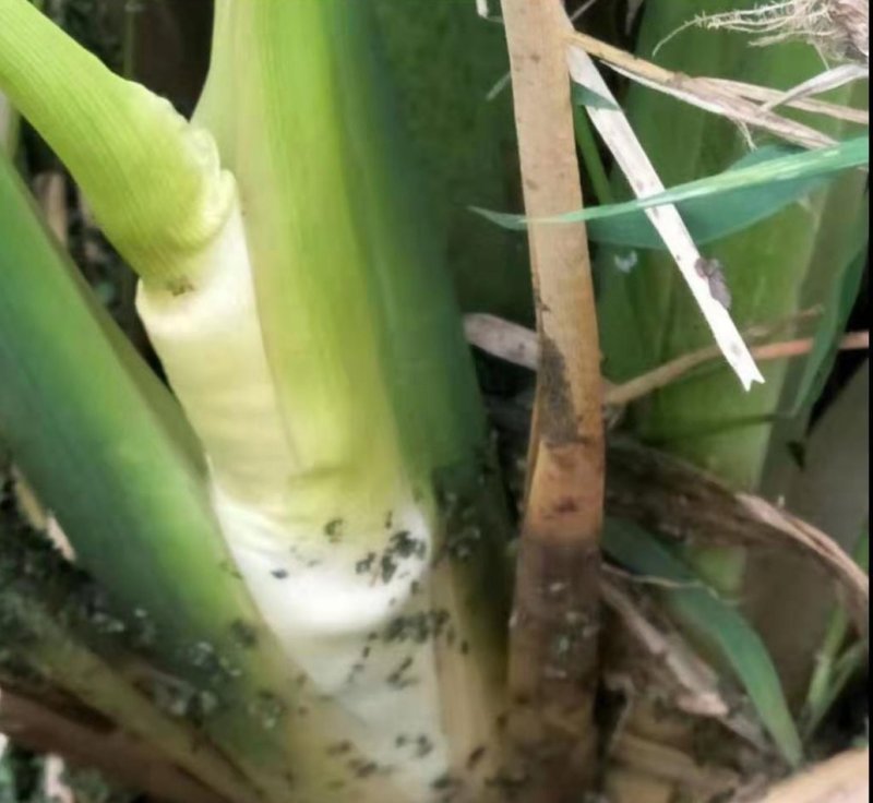 特早熟双季茭白种苗老茎苗篙芭苗高笋苗套养小龙虾泥鳅鳝鱼甲