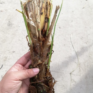 特早熟双季茭白种苗老茎苗篙芭苗高笋苗套养小龙虾泥鳅鳝鱼甲