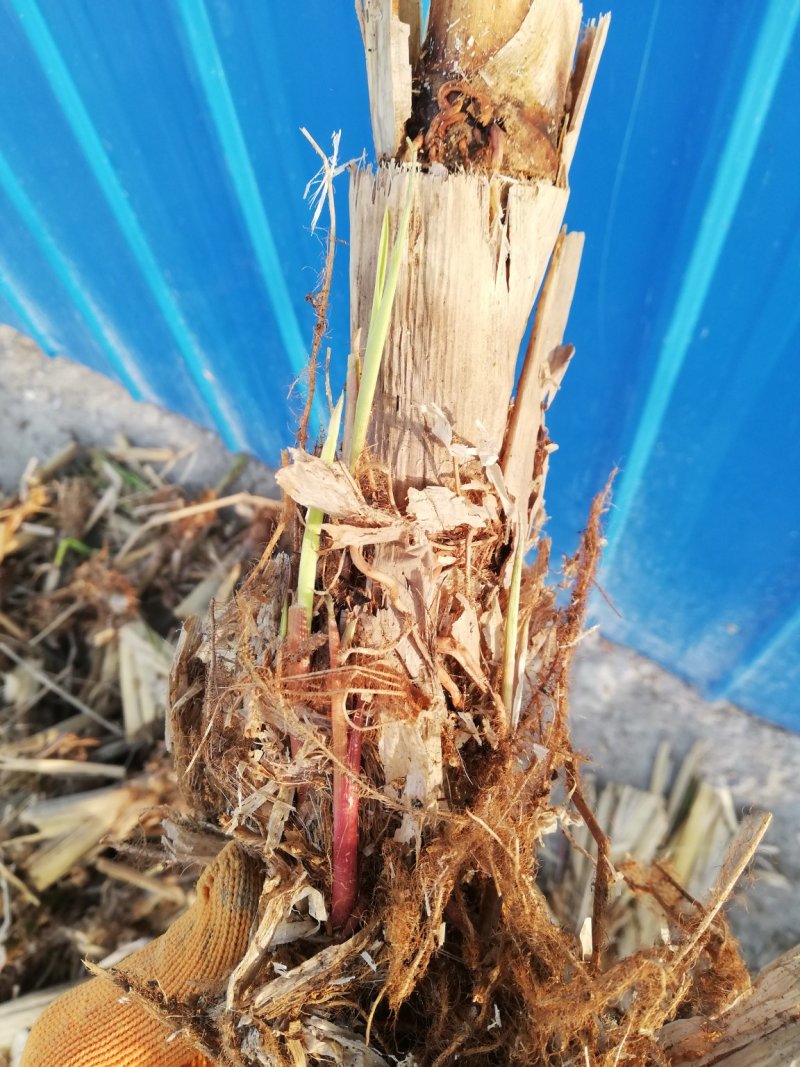 特早熟双季茭白种苗老茎苗篙芭苗高笋苗套养小龙虾泥鳅鳝鱼甲