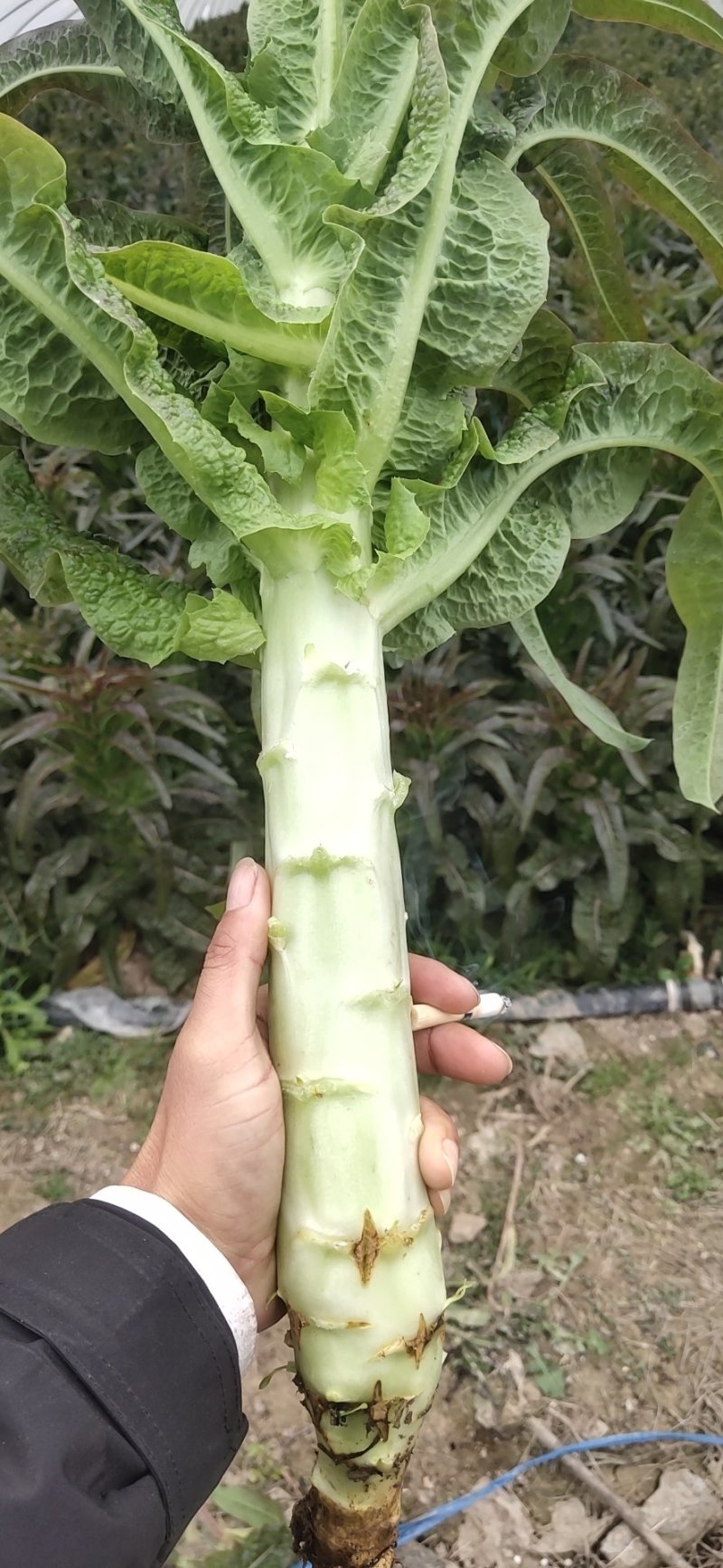 【莴笋】台州红叶莴笋大量有货，稳定供货量大，直供超市采购
