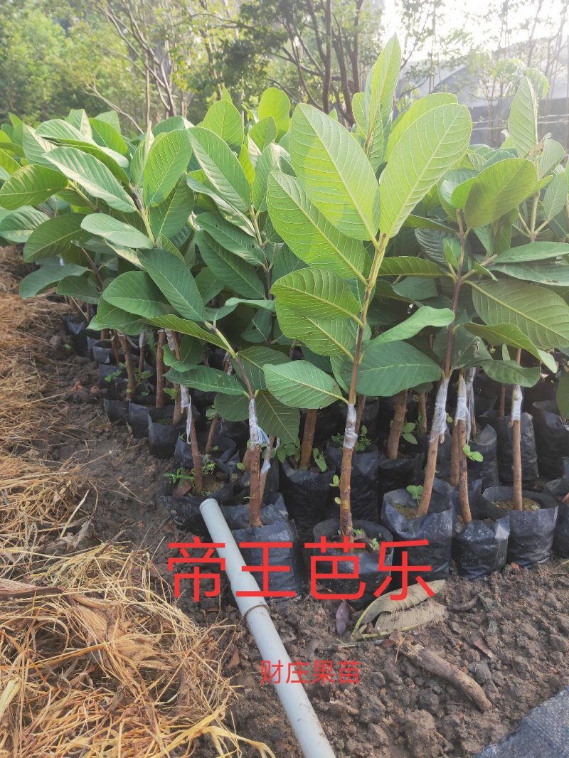 四季帝王芭乐（番石榴）苗