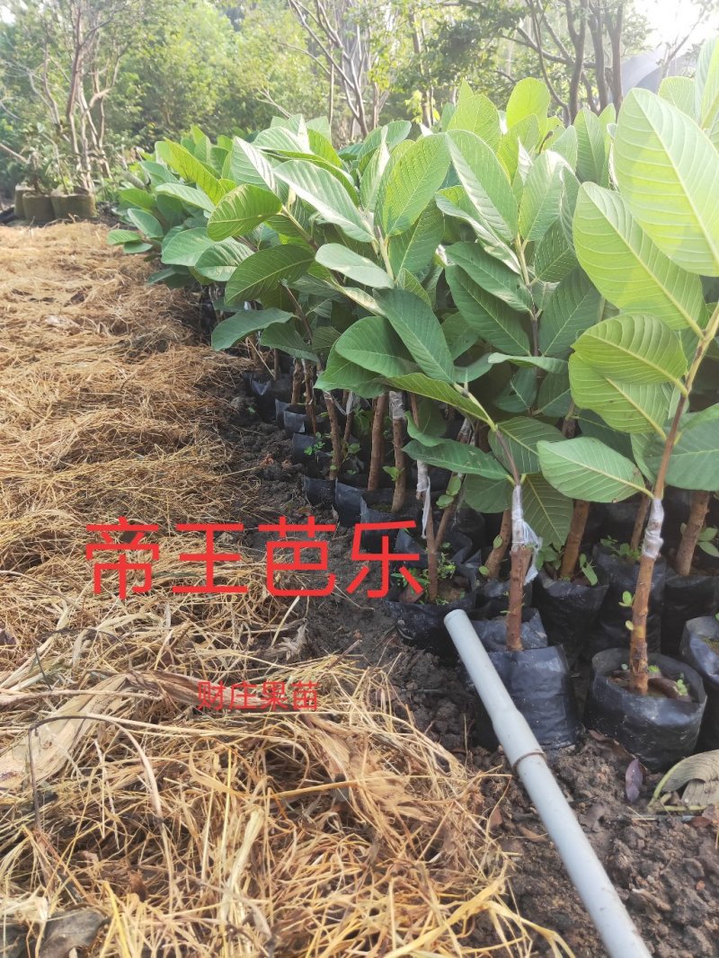 四季帝王芭乐（番石榴）苗