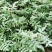 大量出售优质花椒小苗九叶青花椒小苗天知椒小苗藤椒芽苗