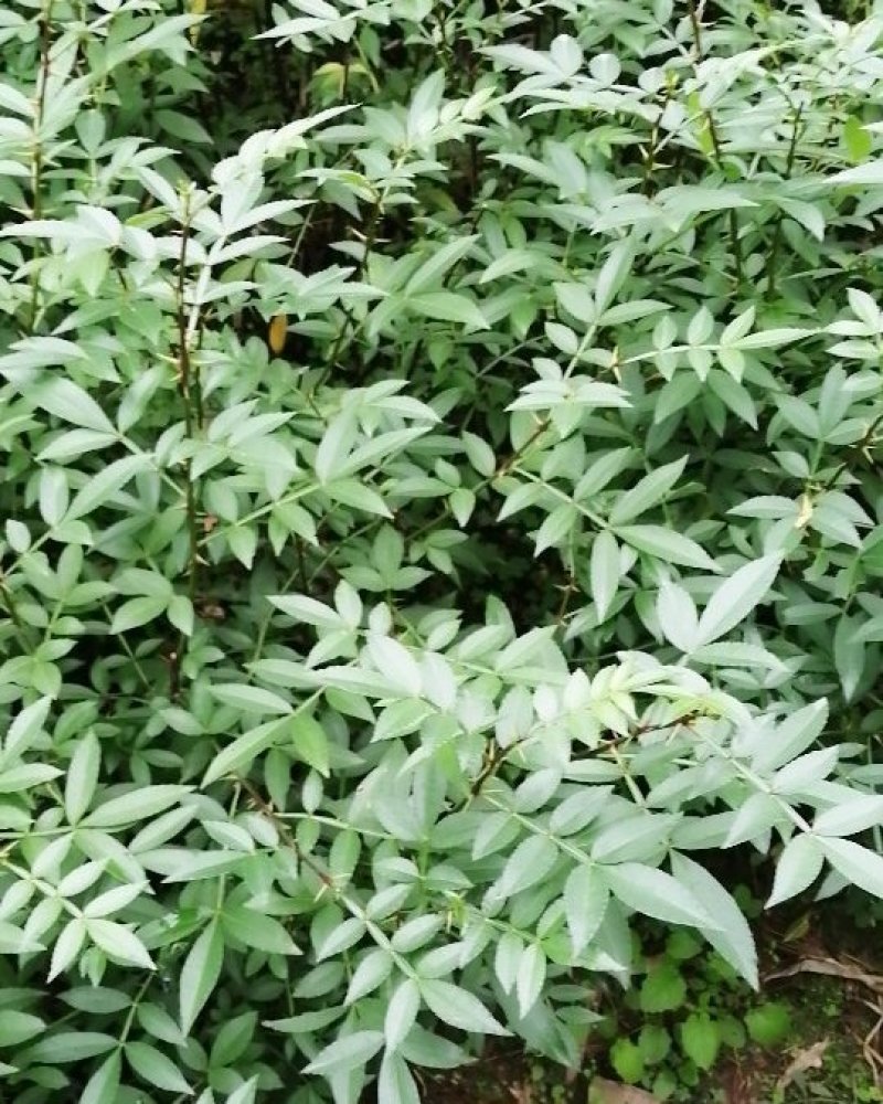 大量出售优质花椒小苗九叶青花椒小苗天知椒小苗藤椒芽苗
