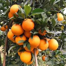 新宁县纽荷尔脐橙，包品种纯正，包质量，包服务。