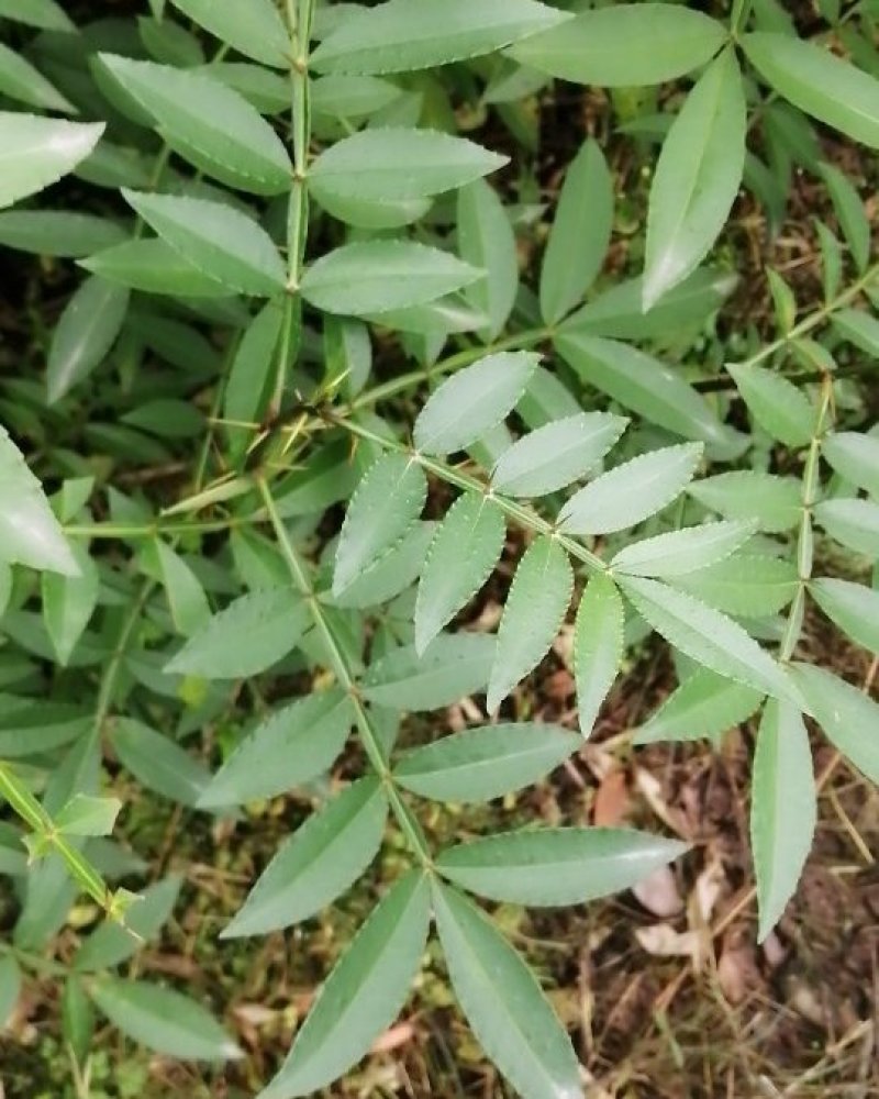 大量出售优质花椒小苗九叶青花椒小苗天知椒小苗藤椒芽苗
