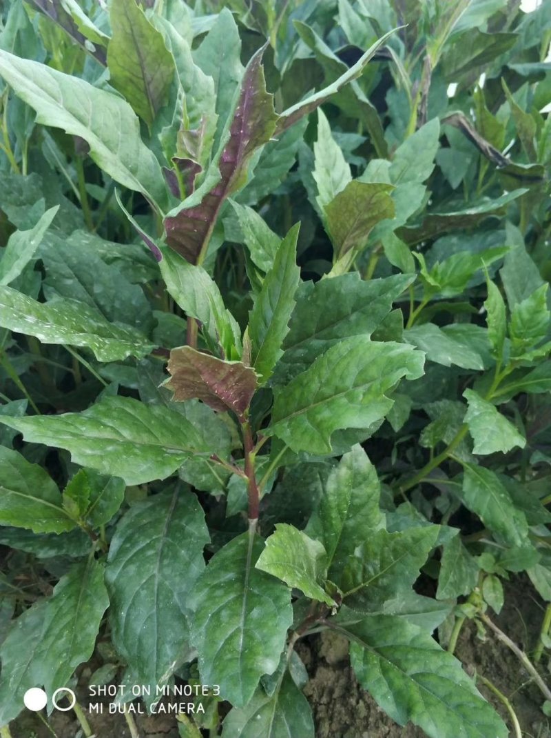 紫背天葵苗红背菜观音菜苗紫种籽明月草神仙草金鸡毛菜血皮菜