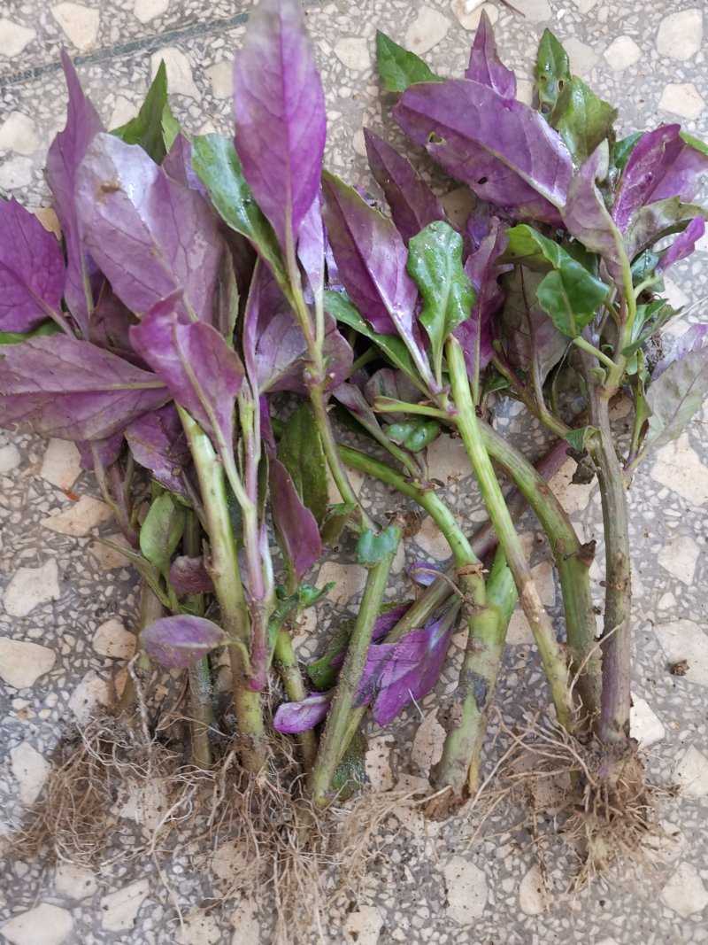 紫背天葵苗红背菜观音菜苗紫种籽明月草神仙草金鸡毛菜血皮菜