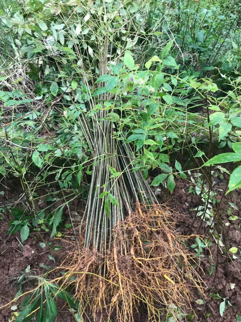 大量出售优质栾树苗栾树小苗黄山栾树苗