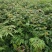 大量出售优质栾树苗栾树小苗黄山栾树苗