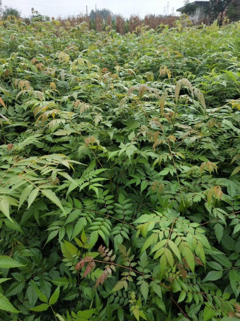 大量出售优质栾树苗栾树小苗黄山栾树苗