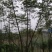 大量出售优质栾树苗栾树小苗黄山栾树苗