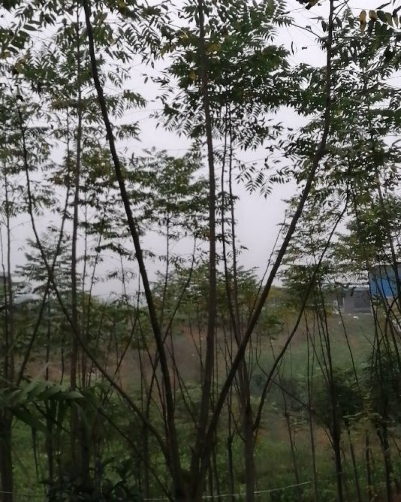 大量出售优质栾树苗栾树小苗黄山栾树苗