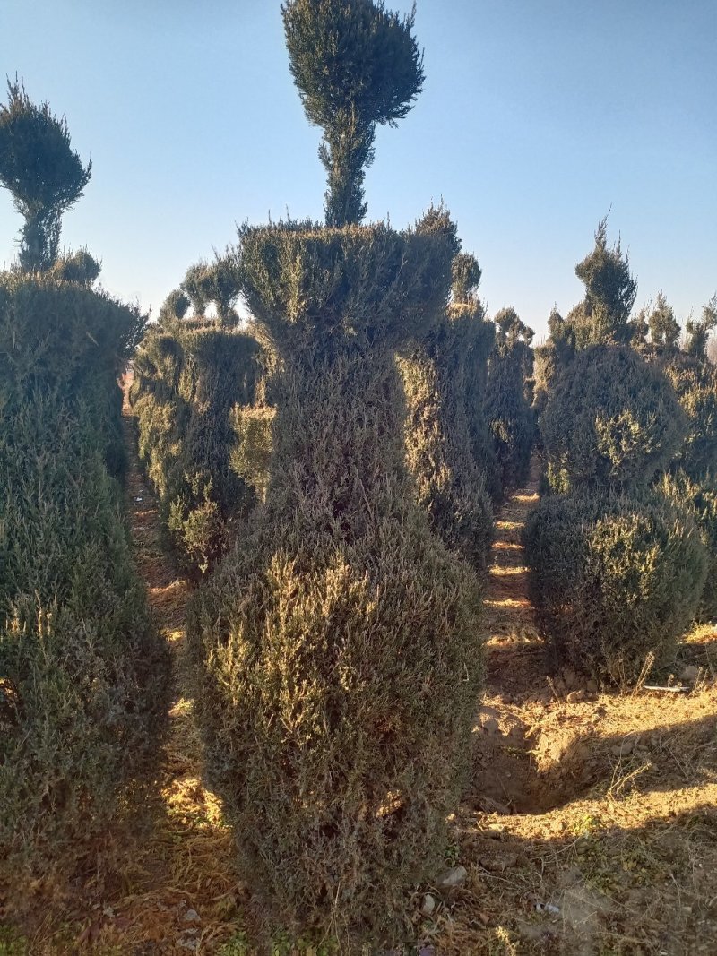 柏树造型，塔柏，沈阳快伯