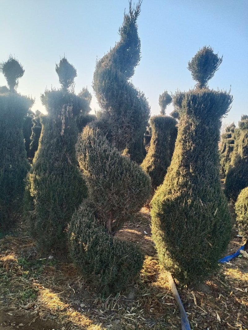柏树造型，塔柏，沈阳快伯