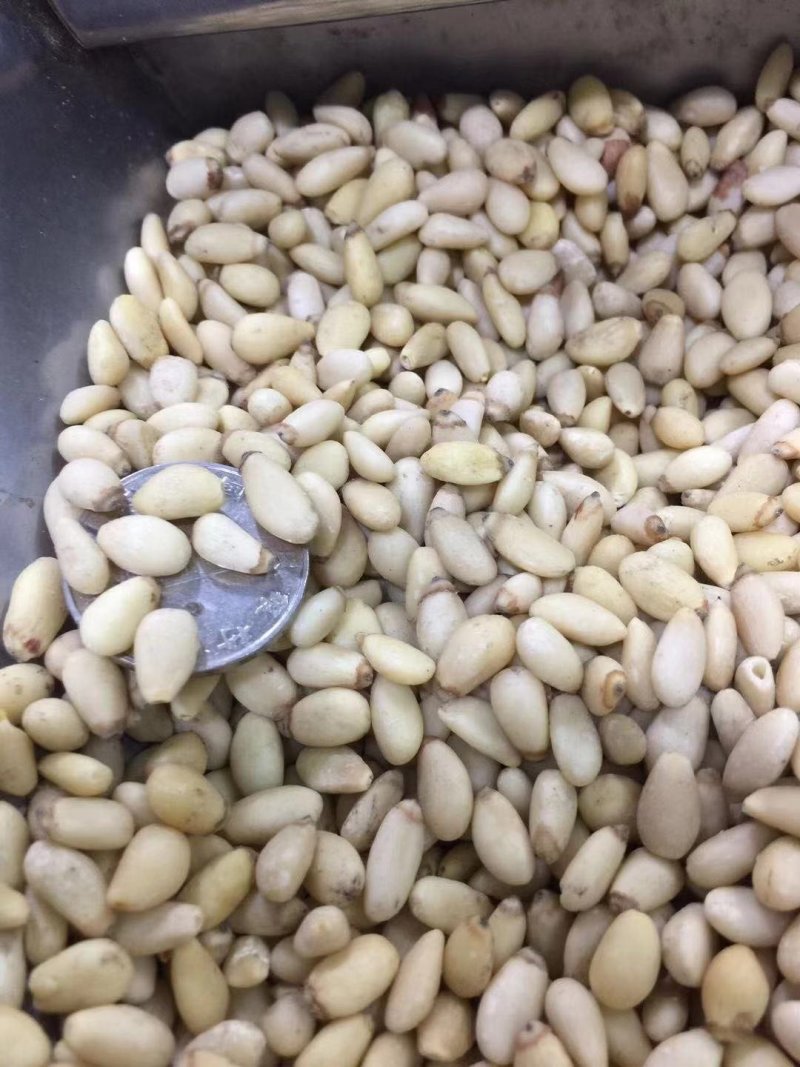 东北松仁～～榨油加工食品辅料专用，适合各大中小榨油厂使用