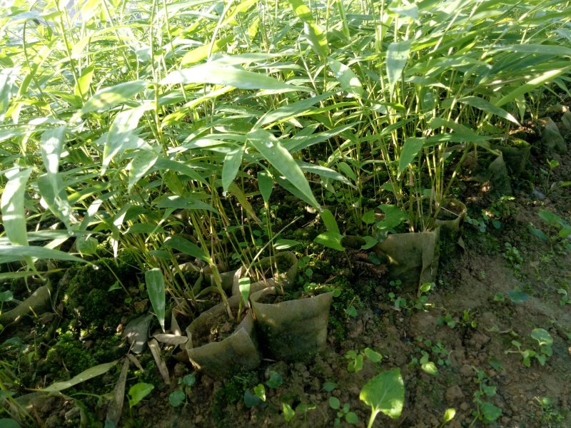 正宗方竹裸苗和杯苗批发也称金佛山方竹苗