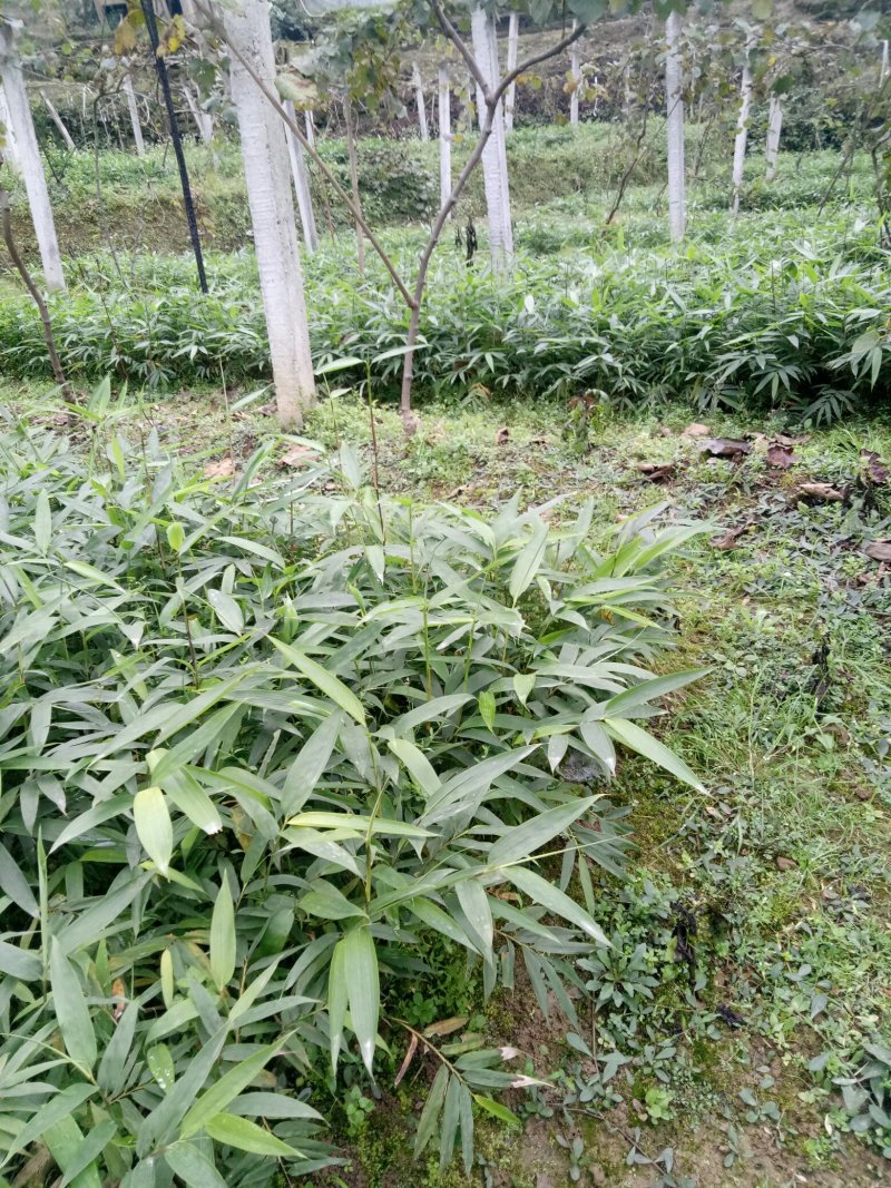正宗方竹裸苗和杯苗批发也称金佛山方竹苗