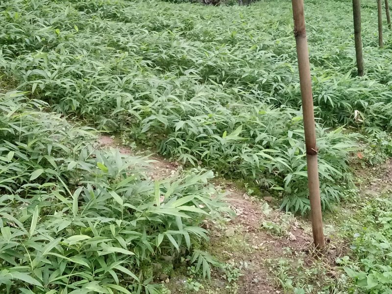 正宗方竹裸苗和杯苗批发也称金佛山方竹苗