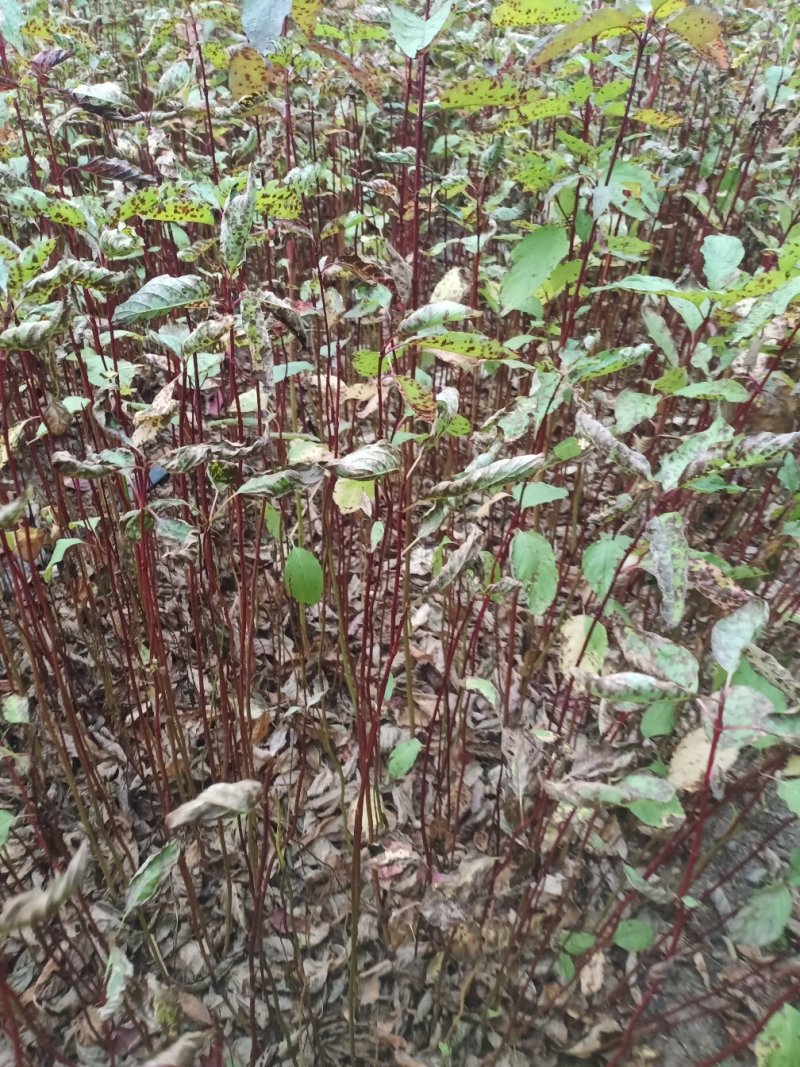 红瑞木播种苗