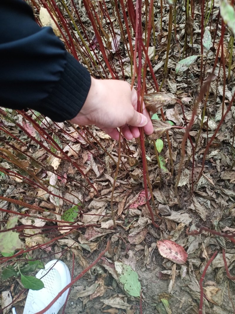 红瑞木播种苗