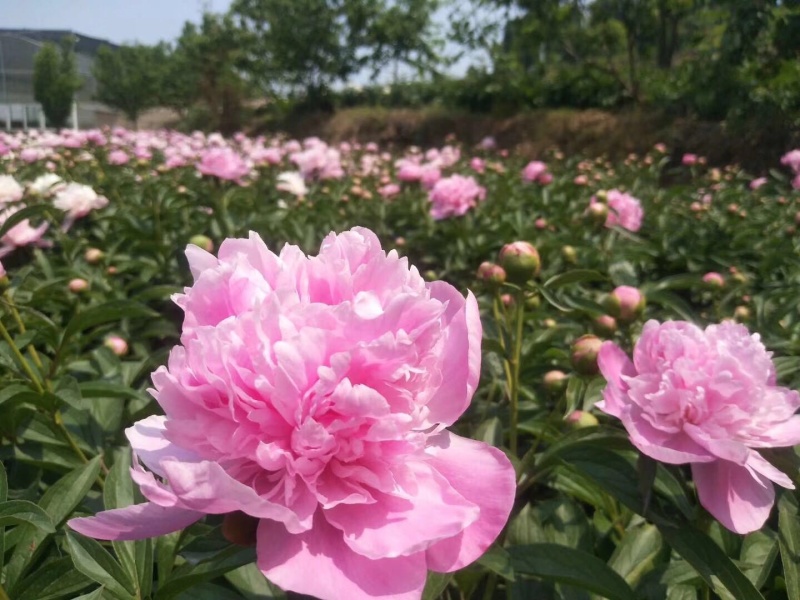 川白芍种子白芍种子四川中江白芍种子