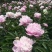 川白芍种子白芍种子四川中江白芍种子