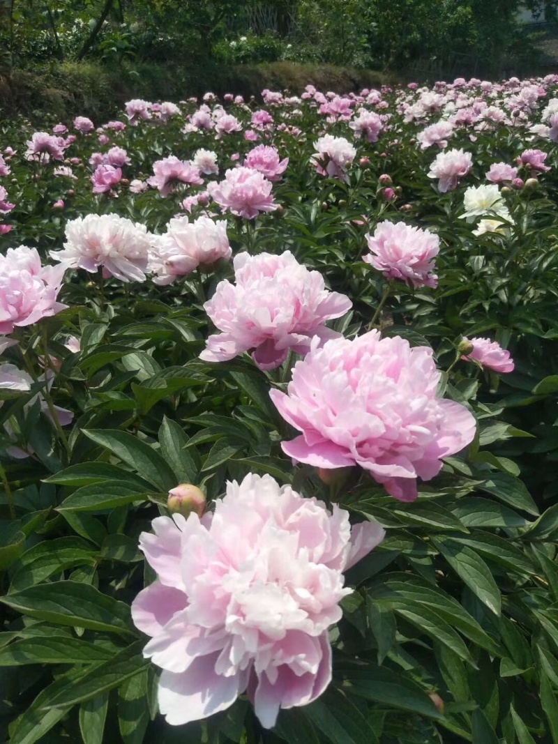 川白芍种子白芍种子四川中江白芍种子
