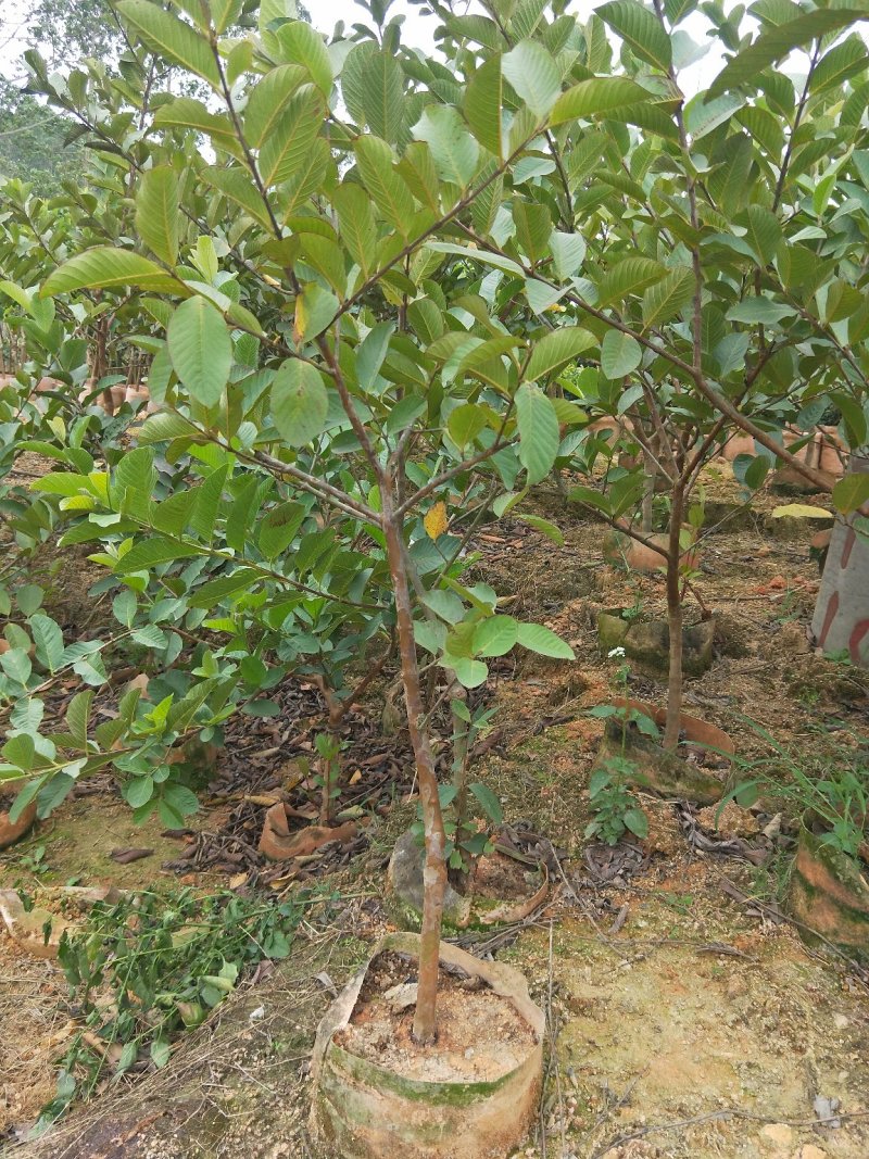 台湾番石榴苗当年结果南方种植嫁接盆栽四季果树西瓜果树