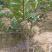 台湾番石榴苗当年结果南方种植嫁接盆栽四季果树西瓜果树