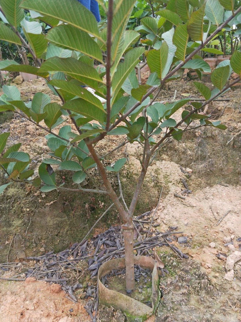 台湾番石榴苗当年结果南方种植嫁接盆栽四季果树西瓜果树