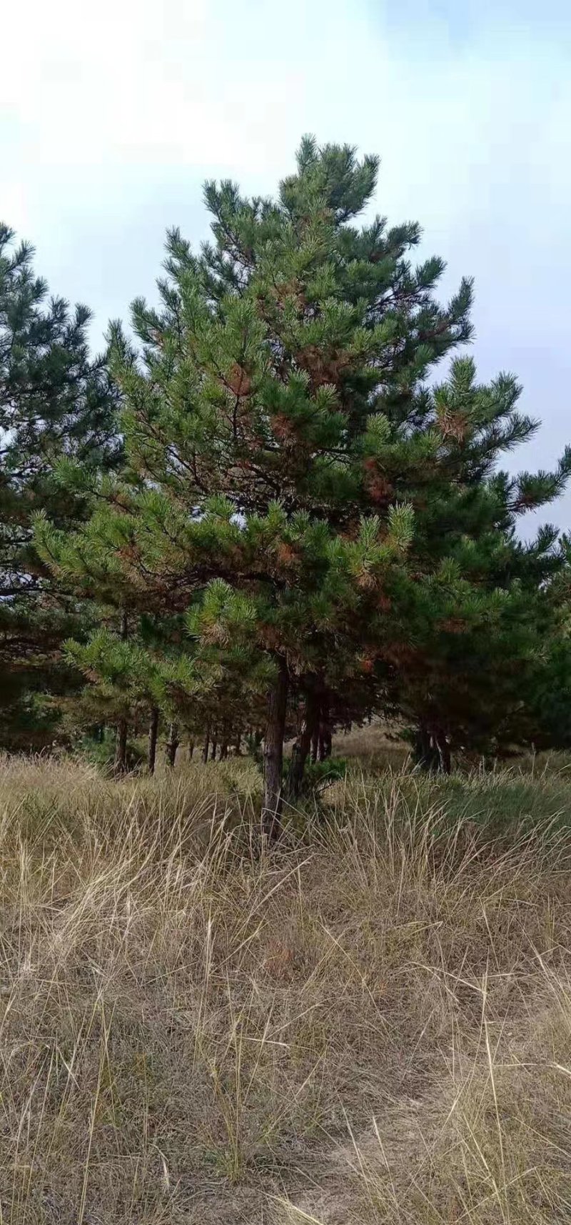 油松