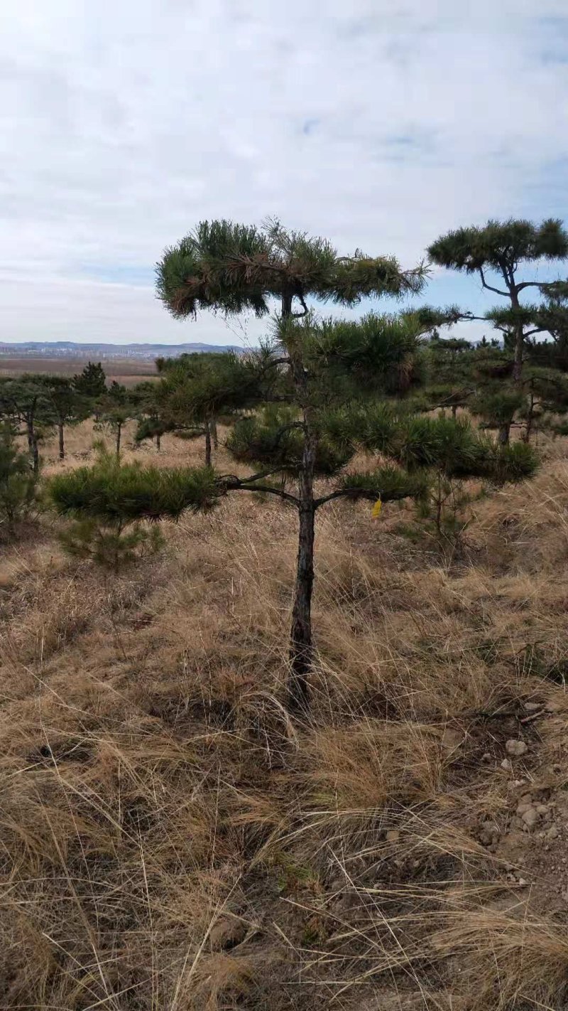 油松