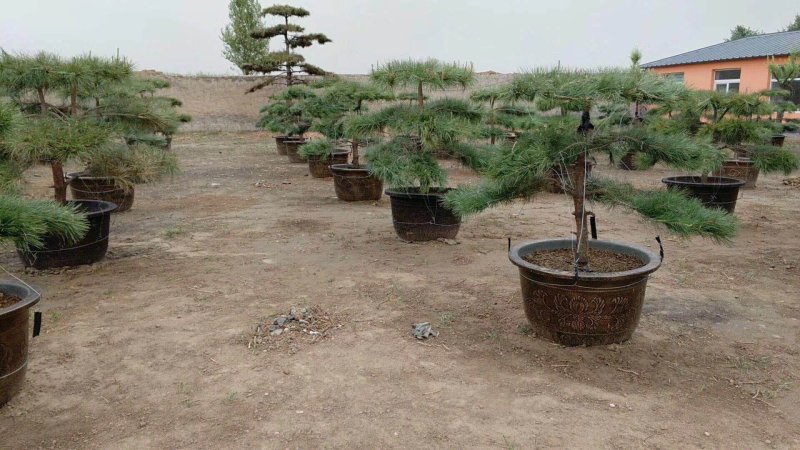 油松
