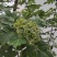 《政府扶贫》中花吴茱萸苗茶辣苗技术指导存活率高