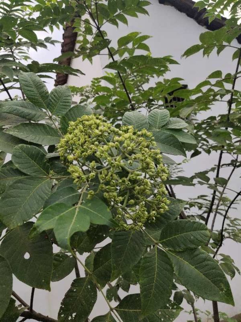 《政府扶贫》中花吴茱萸苗茶辣苗技术指导存活率高
