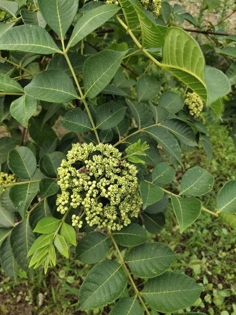 《政府扶贫》中花吴茱萸苗茶辣苗技术指导存活率高