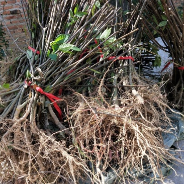 《政府扶贫》中花吴茱萸苗茶辣苗技术指导存活率高