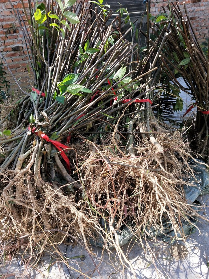《政府扶贫》中花吴茱萸苗茶辣苗技术指导存活率高