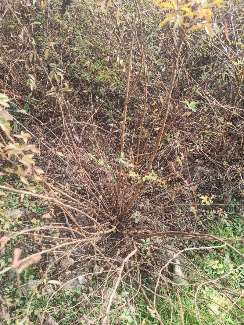 珍珠绣线菊，珍珠绣线菊球